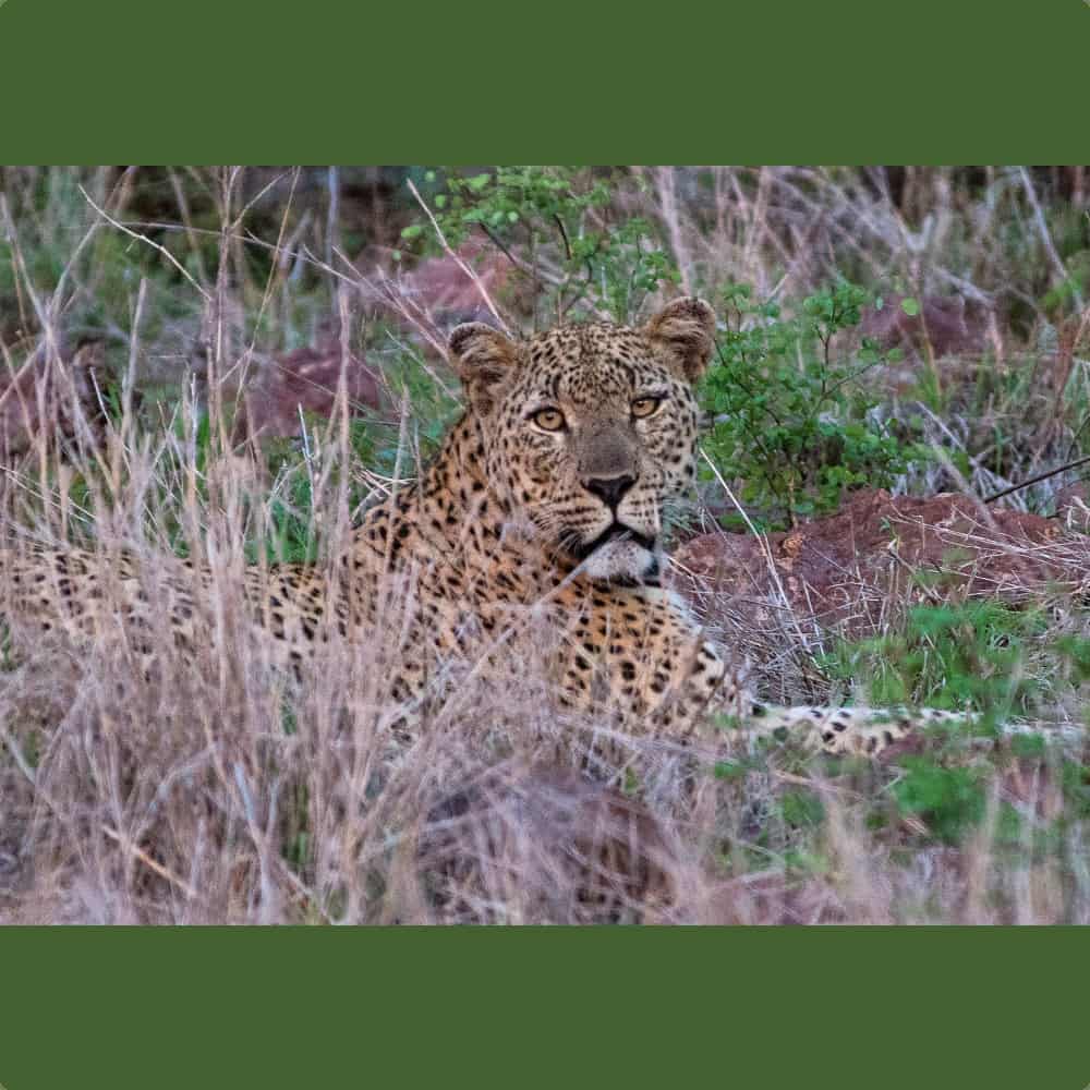 Leopard