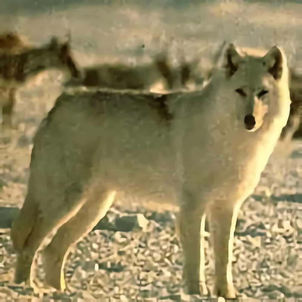 Tundra Wolf